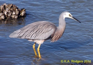 White-Faced Heron