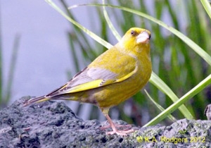 Greenfinch